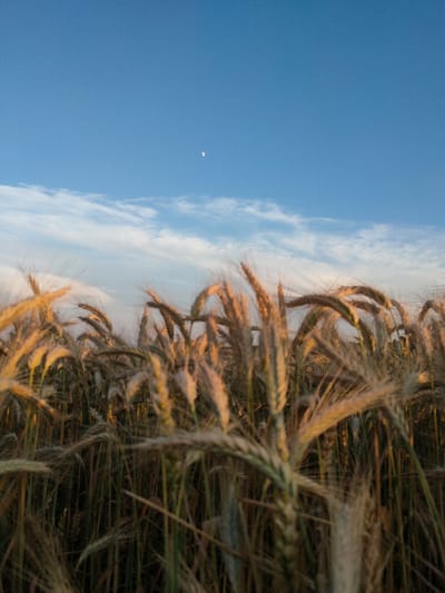 The image captures a low-angle view of a field of wheat under a clear blue sky with scattered clouds. In the upper portion of the sky, a small crescent moon is visible. The wheat stalks are predominantly golden and brown, illuminated by what appears to be the warm light of either sunrise or sunset, suggesting early morning or late evening. The foreground is filled with the heads of wheat, some in sharp focus while others are blurred, creating a sense of depth. The background shows more wheat heads fading into the distance, with the sky above. The scene is set in a rural location, with the presence of a wheat field strongly implying an agricultural setting. The overall mood is serene and natural, evoking a sense of peace associated with a quiet countryside landscape. There is no visible text in the image. The location context indicates Capaclia, Moldova.
