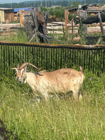 In Maksimovshchina, Russia, a light brown goat stands in a grassy field, partially obscured by tall grass. The goat is facing left, with its head turned slightly towards the viewer. It has curved horns and a white patch on its face. Behind the goat is a dark metal fence. In the background, there are wooden structures, including buildings and fences, and trees on a distant hill. The sky is bright and overcast.