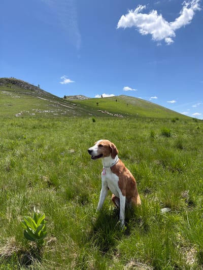 The image displays a daytime outdoor scene featuring a brown and white dog seated in a field of tall green grass. The dog, positioned in the lower-middle of the frame, faces to the right with its mouth slightly open, revealing its tongue. It has white fur on its chest, muzzle, and legs, with reddish-brown fur covering its back and head, and wears a light-colored collar with a pink identification tag.

The foreground is dominated by lush, green grass, with a prominent broad-leafed plant visible in the lower-left corner and scattered small wildflowers throughout. In the midground and background, rolling green hills rise under a clear blue sky. A small group of human figures is discernible atop the hill on the left, while a large flock of white sheep grazes on the slopes of the hill to the right. A faint path or track is visible traversing one of the hills. The sky contains scattered white cumulus clouds, with one larger cloud prominent in the upper right. The scene is illuminated by bright natural sunlight, indicating fair weather. This location is identified as Javorje, Montenegro.