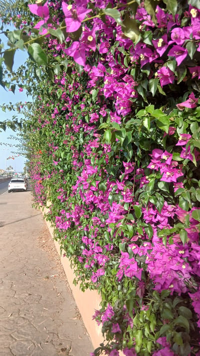 A medium shot captures a vibrant wall of bougainvillea flowers in bloom, their purple bracts and small white flowers cascading down. To the left, a paved sidewalk runs parallel to the flowering wall, with a light-colored car parked on the street beyond. The street is lined with lampposts, suggesting an urban or suburban setting. The sky is a clear blue. The scene is set in Bel Air, Spain, as indicated by the context.