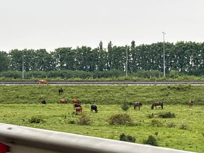 The image depicts a pastoral scene with several animals grazing in a grassy field. The field slopes upwards towards a treeline, beyond which a road with a guardrail is visible. There are multiple cows and horses scattered across the field, some grazing, others standing. The sky is overcast. The foreground shows a portion of a grey barrier, possibly part of a highway overpass or bridge. The overall impression is one of rural tranquility.