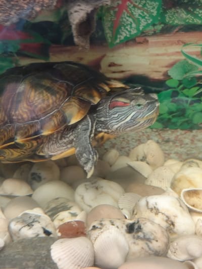 The image shows a red-eared slider turtle in an aquarium. The turtle's shell is brown and yellow with intricate patterns. Its head is grey and white with thin black stripes and prominent red markings behind its eyes. The turtle is partially submerged in water, with its head and front legs visible. The aquarium floor is covered with small, light-colored pebbles and seashells. In the background, there is a decorative scene depicting driftwood and green foliage. The lighting is somewhat dim, casting a soft glow on the turtle and its surroundings. This image is unrelated to Shakhtarsk, Ukraine.