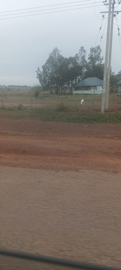The image depicts an overcast day, likely in a rural area near Ladura Foron, Nigeria. In the mid-ground, a fenced-off field contains a building with a green roof, partially obscured by trees. A white animal, likely a goat or sheep, grazes near the fence. In the foreground, an unclear surface suggests the image was taken from a moving vehicle. Power lines and a utility pole are visible in the upper portion of the frame.