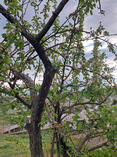The image depicts an apple tree in bloom, its branches laden with light pink and white blossoms. The tree is situated on a slight incline, with a village visible in the background. The village, identified as Artsvakar, Armenia, features houses with tiled roofs and chimneys. The surrounding landscape is characterized by green fields and a cloudy sky. The focus is on the intricate details of the blooming tree, with the village serving as a contextual element of the location.