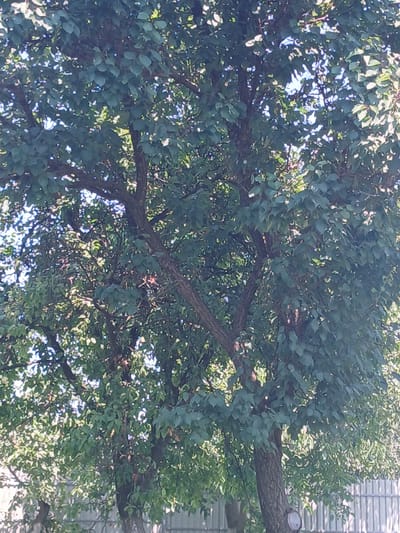 The image displays a dense canopy of green leaves on a tree, with sunlight dappling through. The tree trunk is visible, with a cut branch evident on the lower right. In the background, a grey metal fence runs horizontally across the frame. The overall scene suggests an outdoor, possibly garden or yard setting, in Vashkivtsi, Ukraine, during daylight. There are no people or animals present in the image.
