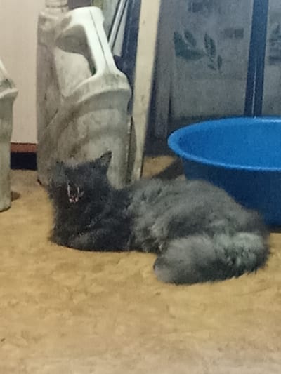 A gray cat is lying on a light-colored floor, with its mouth open, revealing its teeth and tongue. The cat is in the foreground of the image. Behind the cat, to the left, is a large, light-colored plastic container with a handle. To the right of the cat is a bright blue bowl or tub. In the background, there are indistinct vertical elements, possibly part of a shelving unit or furniture. The lighting appears to be dim. The location of Вагулин ауылдық округі, Kazakhstan, is not evident from the image itself.