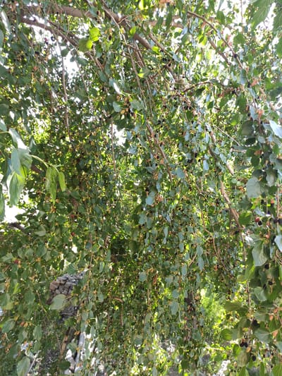 The image shows a dense canopy of mulberry tree branches laden with ripening fruit. The leaves are a vibrant green, and the mulberries vary in color from pale green and pink to deep purple and black, indicating they are in various stages of ripeness. The sun filters through the leaves, creating dappled light and shadows. In the background, to the left, a section of a stone wall is visible, constructed from flat, layered stones. The overall scene suggests an outdoor environment, likely a garden or orchard, in Kara-Balta, Kyrgyzstan, given the provided context. There are no people or animals visible in the image.