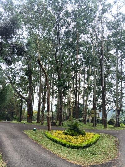 A black asphalt road forks around a triangular garden bed filled with yellow flowers and a small evergreen shrub. Towering, slender trees line the road and fill the background. Some trees have moss or plants growing on their trunks. In the distance, a building is visible through the trees on the right, and a hint of hills can be seen further behind. Two lampposts flank the garden bed. The day is overcast.