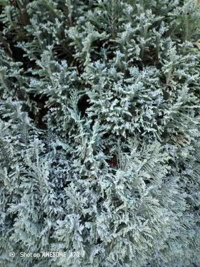 The image shows a close-up view of a coniferous shrub with a bluish-green hue. The foliage is dense and appears feathery, with individual leaves being small and scale-like. The texture is uniform, suggesting a healthy plant. No people, animals, or man-made objects are visible in the frame, except for a watermark in the bottom left corner that reads "Shot on AWESOME A70". The lighting appears to be natural daylight, creating subtle shadows within the dense foliage. The image is likely taken outdoors in a natural or garden setting, and could be a common landscaping plant found in many urban and suburban areas, including Lohmar, Germany.