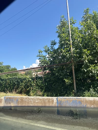 This media file, shot in Arpi, Armenia, captures an outdoor scene under a clear, bright blue sky, suggesting a sunny day. The perspective is from ground level, looking upwards and outwards.
The primary subjects include lush green foliage from trees, some of which are quite dense, creating a natural canopy. Interspersed within the greenery are metal structures, appearing to be poles and horizontal supports, possibly part of a trellis, fence, or support system for the vegetation. A tall, thin white pole is visible on the left, running vertically.
In the foreground, on the right side of the frame, is a concrete barrier or curb. It shows signs of wear and tear, with patches of peeling paint, including some blue and a lighter beige/white color, suggesting it might be a roadside barrier or part of a construction. The texture of the concrete is rough, with small stones and debris visible on its surface.
Further in the background, beyond the trees, glimpses of buildings with tiled roofs can be seen, indicating a semi-rural or residential setting. Power lines are also visible stretching across the sky on the left side of the image.
No people are visible in the frame, and no specific activity or event is taking place. The image focuses on the natural elements and man-made structures in a static, observational manner. The lighting suggests it is daytime, likely midday or afternoon, given the bright sunlight and clear sky. The overall mood is serene and natural, with a touch of urban infrastructure present. There is no visible text within the media file.