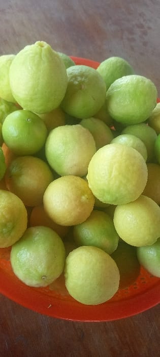 The image displays a close-up, elevated view of numerous round citrus fruits, predominantly light green with some exhibiting yellowish-green coloration, consistent with limes or small lemons. The fruits are piled within a red, plastic, perforated basket, which is partially visible along the bottom and right edges of the frame. The basket rests on a dark, possibly wooden, surface. The background is blurred, showing a mottled brownish-grey texture, suggesting an indoor or sheltered setting in Guatacaral, Venezuela. No individuals, specific actions, or interactions are present.