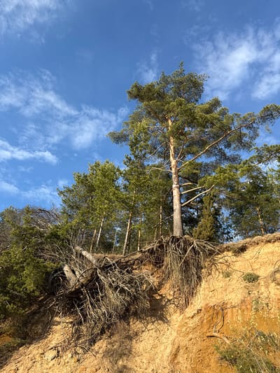 The image shows a scene in Petrakovo, Russia, featuring a sandy cliff face with exposed tree roots. The cliff is sparsely vegetated with small plants. Several pine trees grow along the top of the cliff, their roots extending into the exposed soil. The sky above is blue with scattered clouds. The image is taken from a low angle, looking upwards, making the cliff appear steep and the trees tall.