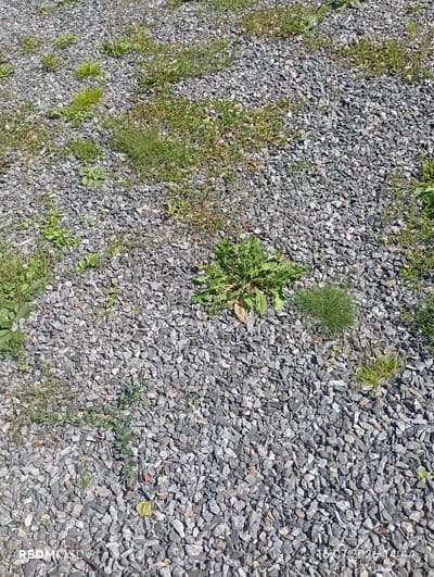 The image shows a patch of gravel with sparse green vegetation growing amongst the stones. There are several small clumps of grass and a larger leafy plant, possibly a weed, in the center of the frame. The gravel appears to be a mix of gray and white stones of various sizes. The scene is outdoors and appears to be well-lit, suggesting a sunny day. The date stamp at the bottom right corner indicates the image was taken on July 16, 2023, at 14:44. The REDMI logo is visible in the bottom left corner. Based on the available information, the location is a gravel area in Baykalsk, Russia. There are no people or animals visible in the image.