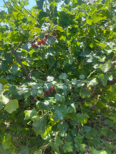 The image shows a close-up view of a gooseberry bush laden with ripe berries. The bush is dense with green leaves, and some branches are visible. The berries are varied in color, ranging from deep red to dark purple. Some sunlight filters through the leaves, creating dappled light and shadow. The scene appears to be an outdoor setting, likely a garden or yard. There are no people or animals visible in the image.