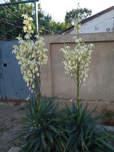 This image depicts two Yucca plants in bloom, featuring tall stalks covered in white, bell-shaped flowers. The plants are situated in front of a textured concrete wall and a weathered blue metal gate, with a building visible in the background. The overall setting suggests an outdoor urban environment, likely a residential courtyard or garden. The house in the background has a cracked white facade and a visible number "27" on its exterior. Green foliage and trees are present behind the Yucca plants and extending over the wall, indicating a generally well-vegetated area. The ground appears to be dirt and gravel. The scene is captured in daylight, with sunlight illuminating the flowers and casting shadows. The image location is specified as Saky, Ukraine.