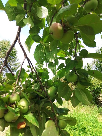 A close-up, low-angle shot captures a branch of an apple tree laden with unripe, green apples and lush foliage, against a bright sky and a blurred background of green grass and trees. The image is taken outdoors in Krasnostepnovskoye, Russia, on a clear day, suggesting a natural, rural setting. No people or animals are present in the frame. The apples vary in size and are predominantly green, with a few showing hints of blush. The leaves are a vibrant green, some with minor imperfections like spots or torn edges. The branches are brown and textured. The overall impression is one of a natural scene during the growing season.