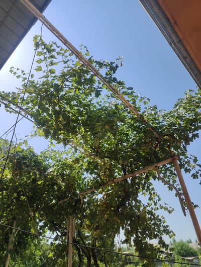 This media file shows a view looking up at a grape vine growing on a trellis under a clear blue sky. The grape vine is laden with bunches of green grapes and lush green leaves. The trellis is constructed from metal poles and horizontal beams, some of which appear to be rusted.

The scene appears to be outdoors, likely in a garden or vineyard setting. In the background, glimpses of rooftops and trees suggest a residential or rural area. Above, parts of an overhang or roof structure are visible on the left and right edges of the frame, casting shadows.

The lighting suggests it is daytime, likely late morning or early afternoon, given the bright sunlight and clear sky. The weather appears to be fair and sunny. No people are visible in the image. The overall impression is one of abundance and natural growth under favorable weather conditions. The location context of Yettikashka, Uzbekistan, places this scene in a region known for its agriculture. There is no visible text in the image.