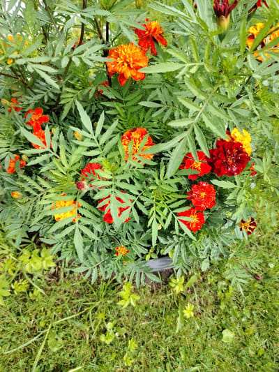 This is a close-up, top-down view of a marigold plant in a garden. The plant is densely packed with feathery green leaves and features numerous marigold blooms in shades of orange, red, and yellow. Some flowers are fully open, while others are in bud form. The marigolds appear to be slightly wet, possibly from rain or watering. The plant is situated in a gray planter, which is partially visible at the bottom. The ground surrounding the planter is covered with green grass and some smaller weeds. The scene is likely outdoors, in a residential or public garden setting. There are no people or animals visible in the image. The image does not provide information to determine the specific location in the city of Vladimirovka, Russia.