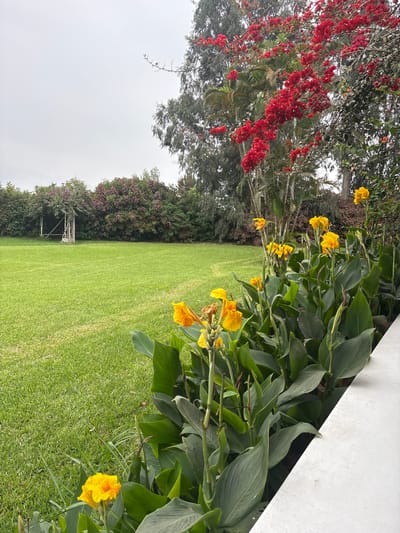 The image depicts a garden in Aucallama, Peru. A lush green lawn occupies the majority of the frame. In the foreground, a row of vibrant yellow canna lilies with spotted petals lines the right edge, bordering a white structure. A large tree with red flowers, likely bottle brush, is visible on the left side of the frame. In the distance, a vine-covered pergola sits amongst dense foliage, creating a backdrop to the lawn. The sky appears overcast, suggesting a cloudy day.
