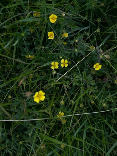 The image is a close-up, top-down view of wild yellow flowers, possibly Tormentil, growing amidst lush green grass and foliage. Several small, five-petaled yellow flowers are visible, some in bloom and others as buds. The surrounding vegetation is dense and varied, with some grass blades appearing thicker and darker than others. The overall impression is one of a natural, untamed patch of ground. The location is identified as Penicuik, United Kingdom, suggesting this scene is likely found in a park, meadow, or undeveloped area within the town. There are no people or discernible human activity depicted in the image.