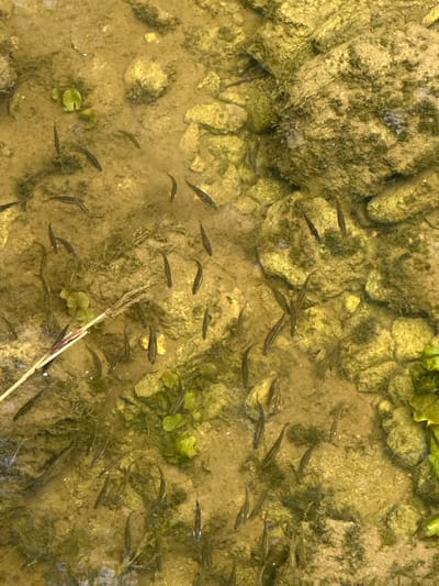 The image is an overhead, close-up view of a shallow, clear body of water with a sandy, rocky bottom. Numerous small, dark fish are visible swimming in various directions within the water. The water is clear enough to see the bottom, which is composed of light-colored sand interspersed with larger, moss-covered rocks and aquatic vegetation. The overall impression is a natural aquatic environment. There is no discernible indication of Le Brassus, Switzerland.