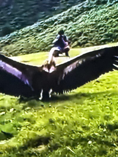 An out-of-focus, wide-angle shot captures a large bird with its wings spread, standing on a grassy area. In the background, on a sloping green hill, a person is seated on what appears to be a vehicle, possibly a motorcycle. The overall impression is one of an outdoor event or demonstration. The image is not clear enough to determine the specific type of bird or the exact nature of the person's activity. No discernible landmarks or street signs are visible to indicate a location in Springboro, United States of America.