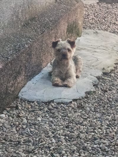 A light-colored, scruffy dog is sitting on a large, flat stone. The dog is light brown and appears to have dark markings on its ears. It is facing the camera with its front paws tucked neatly beneath it. The dog has a slightly wary or alert expression.
The stone the dog is sitting on is situated in a courtyard or garden area covered with small, greyish-brown pebbles. To the left of the dog and the stone, a large, rough-textured, dark grey boulder dominates the background. The overall lighting suggests it is daytime, possibly late afternoon or early morning, with soft shadows. The scene appears to be outdoors. There is no visible text in the image.