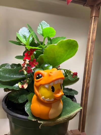 A high-angle, slightly rotated close-up shot reveals a potted plant containing a collection of green leaves and red flowers. Nestled amongst the foliage is a small, cartoon-like, orange and tan animal figure, possibly a toy or decoration. The pot itself is black and appears to be hanging from a brown, wooden structure. The background is a plain, light-colored wall. There is no indication of any specific location, person, action, interaction or subject in the city of Woodstock, Canada.