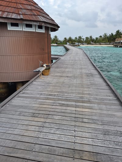 The image depicts a pier or walkway extending into the ocean from a shore lined with palm trees, possibly in Bodufolhudhoo, Maldives. The walkway is constructed of weathered gray wood planks. To the left, a brown, curved structure with square white-framed windows is visible. A gray heron stands on the walkway near the structure, its yellow legs visible. The ocean water is turquoise and clear. The sky above is overcast.