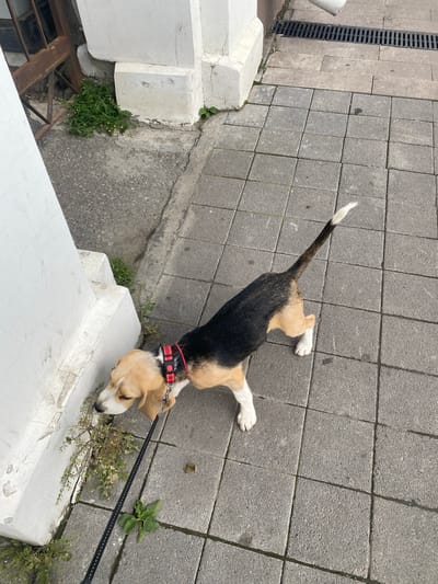 A tri-colored beagle on a leash is sniffing the base of a white pillar on a sidewalk made of grey interlocking pavers. The dog is facing left, with its head lowered towards the ground where small green plants are growing. The dog has black, tan, and white fur and is wearing a red and black collar. A black leash is attached to the collar and extends out of frame to the left. The white pillar appears to be made of concrete or stucco and has some cracks and peeling paint. To the left of the pillar, a rusted metal fence or gate is visible. In the background, there is a drainage grate on the sidewalk, and further back, an area of asphalt with some weeds. The overall scene suggests an outdoor urban environment. There is no indication that this location is in the city of Perm, Russia.