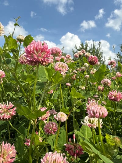 The photograph captures a dense patch of pink clover flowers and green foliage under a bright blue sky with scattered white clouds. The clover blooms are predominantly pink, with some appearing lighter or transitioning to white. They are clustered together on tall, green stems, forming a vibrant tapestry of color. The leaves of the clover plants are visible, characterized by their typical trifoliate shape. In the background, coniferous trees are discernible, hinting at a natural or park-like setting. The image appears to be taken from a low angle, looking up through the flowers and leaves towards the sky. The scene suggests a sunny day in an outdoor environment. The location is identified as Verkhne-Pozim', Russia.
