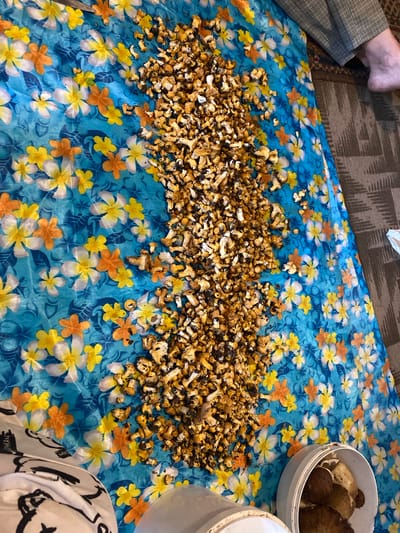A pile of small, chopped mushrooms lies on a bright blue cloth with a floral pattern. The cloth is spread on a textured brown floor. To the right of the mushrooms, a portion of a person's leg and foot, clad in a plaid-patterned garment, is visible. There are two white containers in the lower right corner of the image. One container is mostly visible and contains large, whole mushrooms. The other container is partially visible. This scene is located in Ihnatpil, Ukraine.