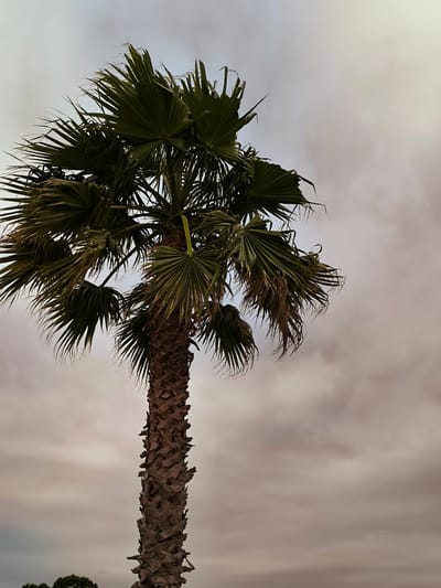 A tall palm tree with a rough, textured trunk stands against a cloudy, overcast sky. The palm fronds are dark green and spread outwards, some appearing slightly dry or tattered at the edges. The sky is a muted gray with hints of pink and white clouds, suggesting a soft, diffused light. The bottom of the image shows a sliver of dark green foliage from other trees, indicating a natural or park-like setting. The scene appears to be in Zemo Kvariati, Georgia, a coastal town known for its subtropical climate, which would support the presence of palm trees.