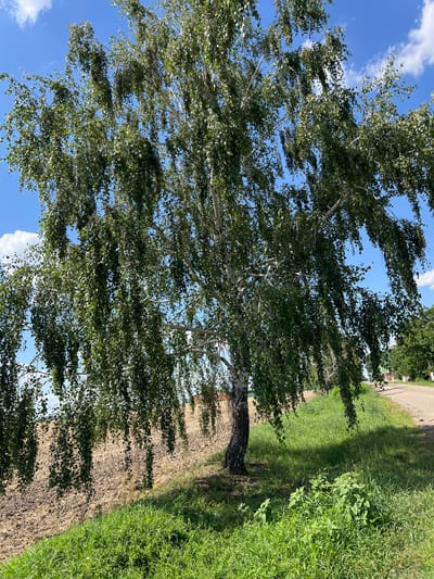 The image depicts a large birch tree with lush green foliage set against a bright blue sky with scattered white clouds. The tree is oriented diagonally across the frame, with its trunk and lower branches visible on the right side and its canopy filling the upper left portion of the image. The bark of the tree is characteristically white and black, typical of birch trees.

The ground beneath the tree is a mix of dry, sparse vegetation and a patch of vibrant green grass. To the right of the tree and grass, a dirt or gravel road is visible, with some buildings and more trees in the far distance, suggesting a rural or semi-rural setting. The bright sunlight and clear sky indicate it is daytime, likely a sunny afternoon. The overall impression is one of a serene, natural landscape on a pleasant day. No people or specific objects of interest other than the tree and its surroundings are visible. No text is present in the image.
