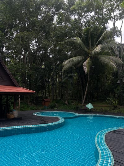The image depicts a serene outdoor scene in Chiang Dao, Thailand, featuring a curvilinear swimming pool surrounded by a dark wooden deck and dense tropical foliage. The irregularly shaped pool is filled with clear, teal-blue water, its bottom and sides tiled in small light-colored squares, creating a grid pattern. A darker blue tiled border outlines the pool's edge.

To the left, a traditional Thai-style pavilion with a prominent orange-red tiled roof and dark wooden structural elements is visible. Intricate carvings adorn the eaves of the pavilion. On the deck adjacent to this structure, a wicker basket and a cylindrical stone stand topped with a rolled blue towel are placed.

The background is dominated by a dense, multi-layered tropical forest featuring numerous tall trees with varying leaf structures. A tall coconut palm, bearing green coconuts, stands prominently in the mid-right portion of the image. On the wooden deck near the base of this palm, a dark wooden lounge chair is positioned, draped with a light green towel. Further back in the foliage, a small, dark wooden shed with a pitched roof is partially visible. The sky, seen through gaps in the tree canopy, appears overcast and light grey. No individuals are present in the scene.