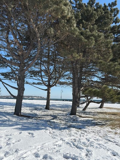 Three trees stand prominently, their trunks anchoring the scene. Winter's grip is evident with snow blanketing the ground. Through the trees, a body of water stretches to the horizon under a blue sky, with a distant light pole visible. The landscape displays a mix of bare branches and dense foliage, indicating a transition between seasons. The photo's tilted perspective adds an unusual slant to the wintery vista.