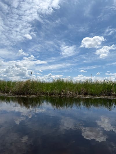 The image depicts a tranquil natural scene with a clear blue sky filled with wispy white clouds. A dense line of green reeds and grasses borders a dark body of water, reflecting the sky and vegetation. The scene appears to be a wetland or marshland area, characteristic of the natural landscapes found outside of urban centers. No people or man-made structures are visible. The location is identified as Ol'gokhta, Russia.