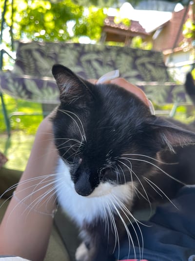 This close-up, vertically oriented image features a black and white cat being held by a person. The cat's head is the primary subject, with its black fur, white chest, and long white whiskers prominently displayed. A small brown spot is visible on the cat's nose. The person's hand gently supports the cat's head and neck.
The background is softly blurred, suggesting an outdoor setting with lush green foliage and hints of what appears to be a building. Sunlight filters through the leaves, creating a dappled effect and indicating it is daytime, likely sunny. The overall mood is calm and affectionate, conveyed through the gentle hold of the person and the relaxed posture of the cat. The image is taken from a high angle, looking down at the cat. There is no visible text in the image. The location context is Totleben, Bulgaria.