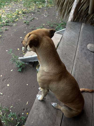 An adult tan dog with white paws is sitting on a wooden deck, looking to the left. The dog is facing away from the camera, with its head turned to profile. The deck is made of weathered wooden planks and appears to be outdoors, possibly on a porch or patio. Behind the dog, to the left, is a sandy or dirt ground with some green vegetation and fallen yellow leaves. There is a concrete slab or step in the background. To the right of the dog, the deck continues, and in the upper right corner, there are thatched roof materials and a wooden support post. The lighting suggests it is daytime. The environment appears to be rustic and natural, consistent with a location in Altagracia, Nicaragua, which is known for its natural beauty and traditional architecture.