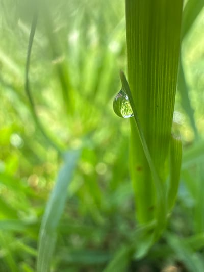 A close-up, macro photograph captures a single, perfectly formed dewdrop clinging to the tip of a vibrant green blade of grass. The dewdrop acts as a miniature lens, reflecting the surrounding environment with intricate detail. The background is a soft, blurred expanse of various shades of green, suggesting a natural outdoor setting, likely in a grassy area. The lighting indicates it is daytime, with the sun illuminating the scene and creating subtle highlights on the grass and within the dewdrop. The overall impression is one of delicate beauty and the magnified intricacies of nature. The location is identified as Baryshevo, Russia.