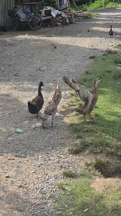 A group of four ducks are on a gravel path. One duck is mid-flight, with its wings spread. Two other ducks are standing nearby, and a fourth, black duck is in the foreground. The path is bordered by grass on the right. A bicycle and some junk are visible to the left. This scene is in Raya Sanggeu, Indonesia.