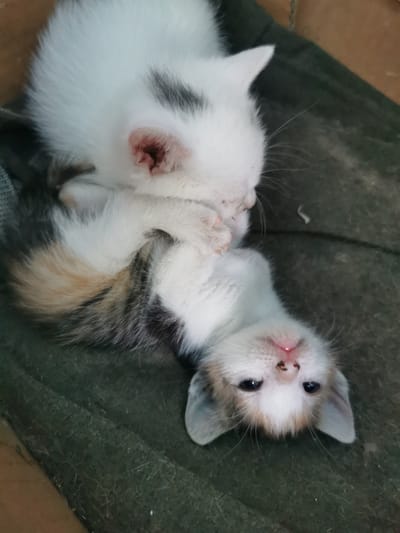 Two kittens, one white with gray markings and the other calico, are resting on a dark green cloth. The white kitten is on top, with its head turned away from the camera. The calico kitten is below, lying on its back with its face towards the camera. The kittens appear to be in good health. The background is a blurred brown surface, possibly a wall or floor. The scene is indoors, likely in a residential setting. The image does not provide any specific information about the location in the city of Pociumbeni, Moldova.
