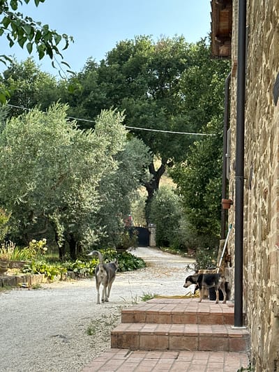 In Cannara, Italy, a sunlit outdoor scene unfolds with a stone building on the right and lush greenery on the left. Two dogs are the central subjects. One dog, with dark fur on its head and back and lighter coloring on its legs and underbelly, is standing. The second dog, with a grey and white coat and a bushy tail, is walking away from the camera. The setting appears to be a pathway or courtyard, with gravel underfoot and a stone wall. Trees with dense green foliage, likely olive trees, dominate the left side of the image. The sky is clear and blue, suggesting a pleasant day. The time of day is likely late morning or early afternoon, judging by the strong sunlight and shadows. The overall mood is peaceful and natural, capturing a moment of everyday life in an Italian rural setting. No visible text is present.
