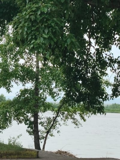 This media file depicts a natural scene in Raikov, Russia, dominated by lush green trees in the foreground and a calm body of water in the background. The trees, with their dense foliage, create a canopy that partially obscures the sky, suggesting a moderately cloudy day or perhaps early morning/late afternoon light. The water appears tranquil, with gentle ripples on its surface, reflecting the overcast sky.
The setting is a lakeside or riverbank, with a rough dirt path leading to the water's edge. A low, weathered concrete barrier is visible on the left side of the path, hinting at a man-made element in an otherwise natural environment. Scattered dry twigs and leaves lie on the ground near the water, adding to the rustic feel of the location. In the distance, a gentle treeline marks the far bank of the water, with hazy hills or mountains forming the horizon. The overall atmosphere is serene and peaceful, characteristic of a quiet rural landscape. No people are visible, and the scene appears to be devoid of any specific activity or event, focusing instead on the natural beauty of the environment. The time of day is not explicitly indicated but appears to be daylight, with diffused light suggesting it is not peak sun. There is no visible text in the media file.