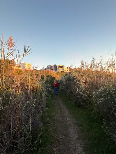 A warm, late afternoon scene depicts a narrow dirt path winding through dense, varied vegetation under a clear, light blue sky. The image appears to be taken during the "golden hour," as evidenced by the soft, warm light that bathes the landscape, particularly illuminating the dry, golden-brown reeds and grasses that dominate the left side of the frame and extend upwards from the lower left.
Along the path, particularly on the right side, are bushes with green foliage and clusters of small white flowers. Further in the distance, a person is visible walking away from the viewer on the path, wearing a red top and blue pants. Beyond the natural foliage and the person, several multi-story buildings with modern architecture can be seen in the background, suggesting a developed area adjacent to a natural trail. The structures are also lit by the warm, low sun. The path itself is unpaved and appears to be well-used. No visible text is present in the image. The setting suggests a coastal or semi-coastal environment, characteristic of Overstrand Local Municipality, South Africa.