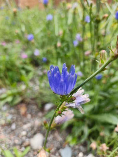A single bright blue chicory flower, with serrated petals, is in sharp focus in the foreground of this image. The flower is on a thin green stem, with a small bud and a pale purple, wilted flower below it. In the background, out of focus, is a field of green foliage with scattered small pink and blue flowers. The ground is covered with small gray, brown, and white pebbles. The image was taken in the city of Katun, Russia.
