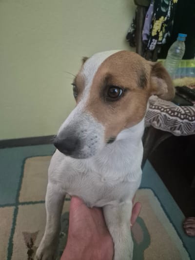 A medium-shot, eye-level, indoor photograph shows a medium-sized dog with white and tan markings. The dog is facing left, with its head tilted slightly downwards. Its eyes are brown and expressive. The dog's snout is gray and its nose is black. The dog's ears are floppy and tan. Its body is mostly white with some tan patches on its back. The dog is sitting on a patterned rug, and a human hand is visible supporting its lower body. In the background, there is a wall painted a light green color. To the right of the dog, there is a table with some items on it, including a plastic bottle of water and some clothing. The overall environment appears to be a home. The image does not provide any specific geographical markers for Unatsite, Bulgaria.