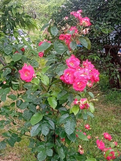 A cluster of vibrant pink roses, some fully bloomed and others in bud, are the central focus of this image, set against a backdrop of lush green foliage. The roses are arranged on a thorny bush with dark green, serrated leaves. The ground beneath the bush is covered with dry grass and some patches of green. In the background, other greenery and trees are visible, suggesting an outdoor setting likely in a garden or natural area. There are no people or animals present in the frame. The lighting appears natural, with a slight overcast sky contributing to the soft illumination of the scene. The image is taken at eye level, looking directly at the rose bush.