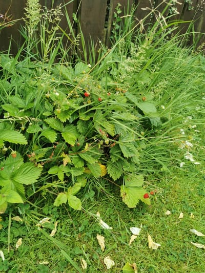 A close-up, eye-level outdoor shot showcases a patch of wild strawberry plants growing amidst lush green grass. Several small red strawberries are visible, some ripe and ready to be picked, others still green. The plants have green, serrated leaves, and a few delicate white flowers are scattered among them. Tall grasses and weeds surround the strawberry patch, creating a wild and natural setting. A dark wooden fence forms the backdrop of the scene. The lighting suggests it is daytime, and the overall impression is one of a natural, unmanicured garden, possibly in the countryside or a suburban garden. There is no visible text in the image. The scene evokes a sense of abundance and the simple beauty of nature.