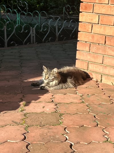 A fluffy cat with tabby markings is basking in the sunlight on a patterned patio. The cat is positioned in the center of the frame, facing slightly to its left with its eyes mostly closed, enjoying the warmth of the sun. Its fur is a mix of brown, grey, and white, and its whiskers are prominent. The patio is made of reddish-brown interlocking tiles, with some patches of green moss growing in the crevices. A strong shadow of the cat is cast on the patio to its right, indicating a bright, sunny day.

To the left of the patio, a wall made of brick is visible, with the bricks laid in a diagonal pattern. Below the brick wall and to the left of the cat, there is an ornate wrought-iron fence. The fence has a repeating pattern of heart shapes and swirls, painted in a dark color that appears to be black or dark green. Behind the fence, lush green foliage is visible, suggesting an outdoor setting with vegetation.

The overall scene suggests a peaceful moment in a garden or courtyard. The bright sunlight and the relaxed posture of the cat indicate it is likely daytime, possibly late morning or early afternoon, given the strong shadows. There are no visible text elements in the image. The location context of Krasnyy Yar, Russia, suggests a temperate climate, and the scene is consistent with a warm, sunny day in such a location.